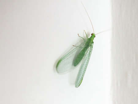 green lacewing (scientific name Chrysopa carnea) of animal! class Insecta (insects)の写真素材