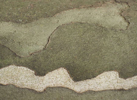 camouflage pattern on plane tree bark useful as a background
