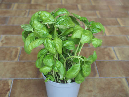 basil aka Thai basil or sweet basil (scientific name Ocimum basilicum) plant in a potの写真素材