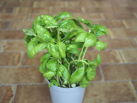 basil aka Thai basil or sweet basil (scientific name Ocimum basilicum) plant in a potの写真素材