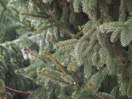 morning dew droplets on pine tree leavesの写真素材