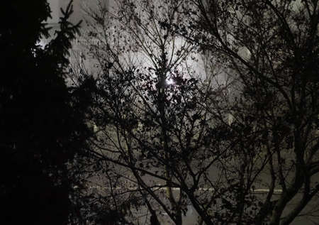 light in a dark gloomy goth forest at nightの写真素材