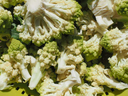 cauliflower scientific name Brassica oleracea vegetables vegetarian foodの写真素材