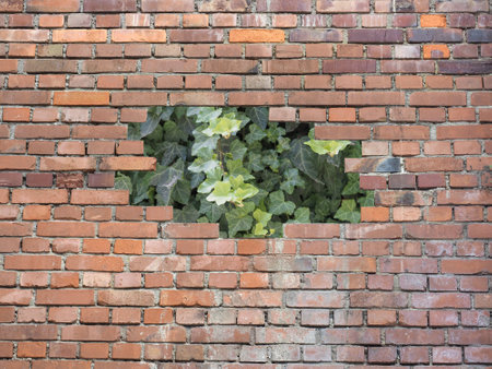 ivy behind red bricks wall useful as a backgroundの写真素材