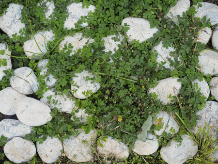 white cobbles and grass texture useful as a backgroundの写真素材