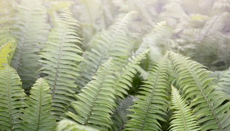lush fern plants background, AI generated imageの写真素材