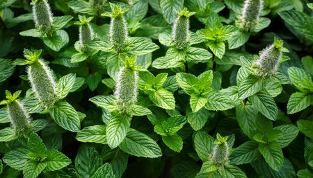 peppermint plants full frame, AI generated image