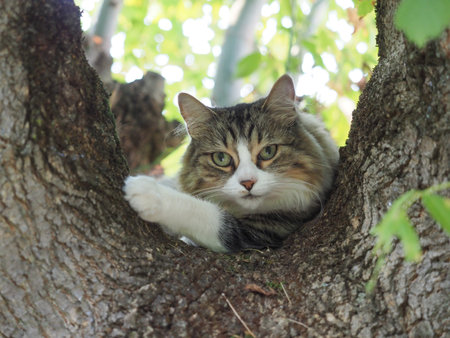 grey tabby cat on ashleaf maple treeの写真素材
