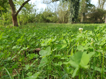 green meadow grass useful as a backgroundの写真素材