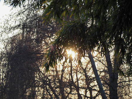 yellow sun shining behind trees at sunsetの写真素材