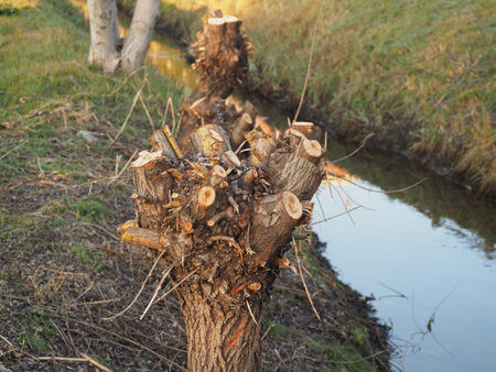 pruned trees by a ditch in winterの写真素材