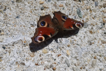 european peacock butterfly scientific name aglais io in the order of Lepidoptera of animal class insectsの写真素材