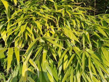 green bamboo tree leaves useful as a backgroundの写真素材