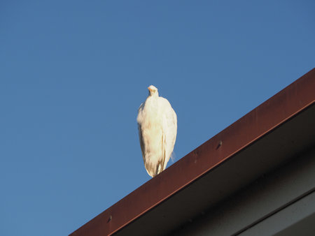 white egret heron on rooftop scientific classification Egretta of animal class birdsの写真素材