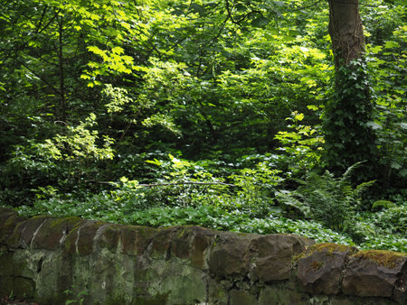 lush foliage useful as a backgroundの写真素材