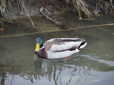 mallard aka wild duck scientific name Anas platyrhynchos of animal class birdsの写真素材