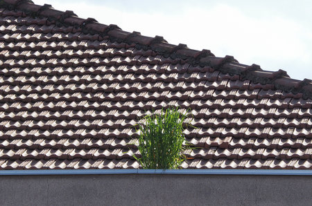 grass plant growing on a roofの写真素材
