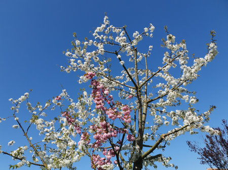bicoloured white and pink cherry tree flowers over blue sky backgroundの写真素材