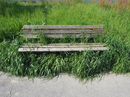 old overgrown weathered wooden bench in the grassの写真素材