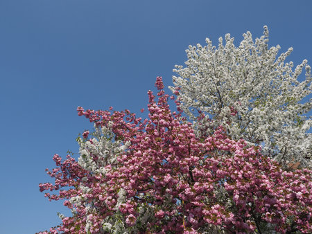 bicolored prunus kanzan and yoshino cherry treeの写真素材