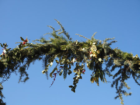 christmas decorations including common holly leavesの写真素材