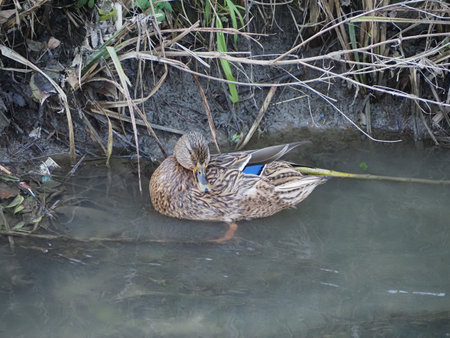 mallard aka wild duck scientific name Anas platyrhynchos of animal class birdsの写真素材