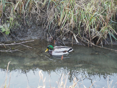mallard aka wild duck scientific name Anas platyrhynchos of animal class birdsの写真素材