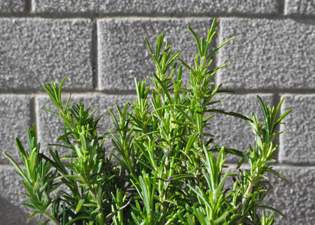 rosemary houseplant scientific name Rosmarinus officinalisの写真素材