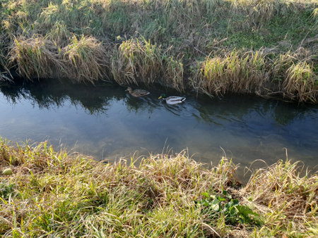male and female mallards aka wild ducks in a ditchの写真素材