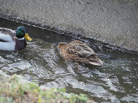 male and female mallards aka wild ducks scientific name Anas platyrhynchos of animal class birds in water canalの写真素材