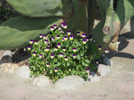 pansy viola purple white yellow flowers scientific name Viola tricolor hortensisの写真素材