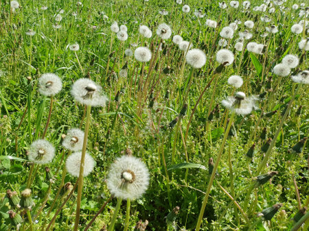 common dandelion meadow scientific name Taraxacum officinaleの写真素材