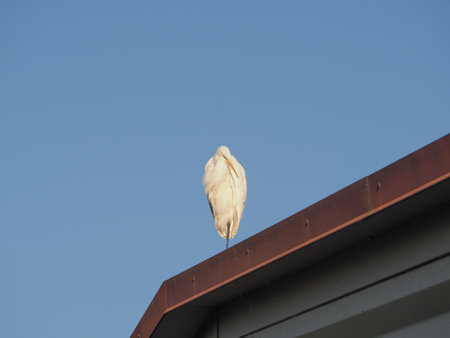 white egret heron on rooftop scientific classification Egretta of animal class birdsの写真素材