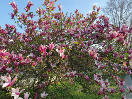 sweetbay tree scientific name Magnolia virginianaの写真素材