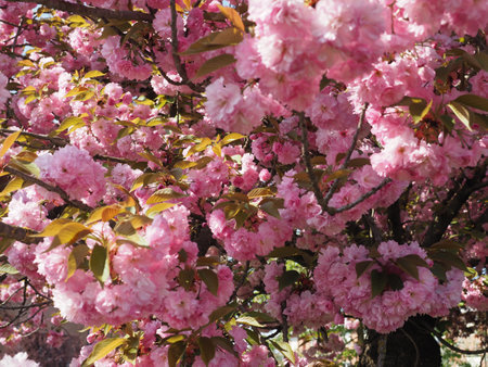 prunus kanzan cherry tree over blue skyの写真素材