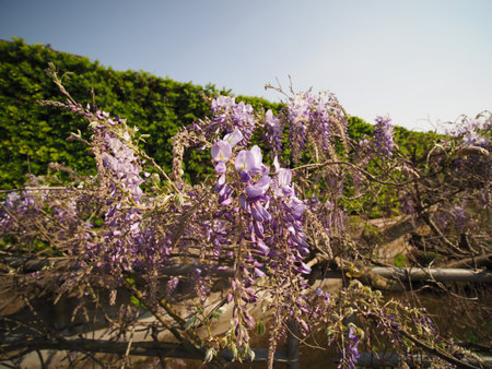 wisteria also known as Wistaria or Wysteria plantの写真素材