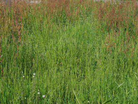 Common sorrel meadow scientific name Rumex acetosaの写真素材