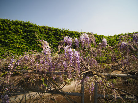 wisteria also known as Wistaria or Wysteria plantの写真素材