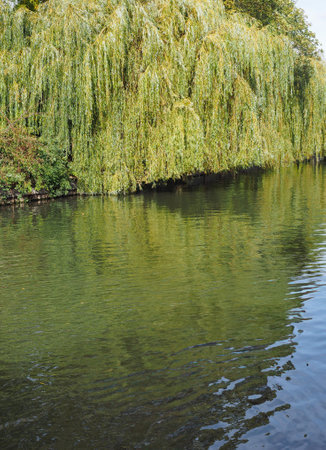 weeping willow by a river or pondの写真素材