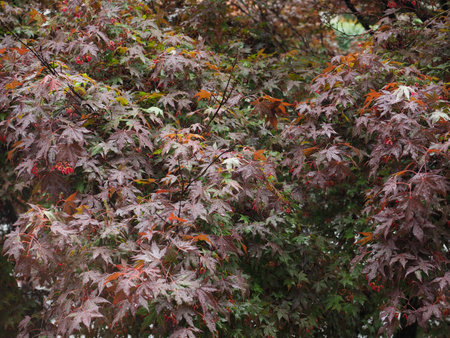 red maple tree leaves useful as a backgroundの写真素材