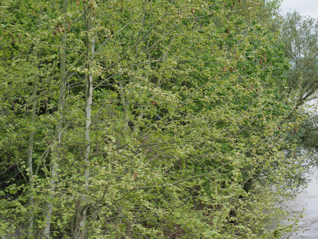 trees by the river useful as a backgroundの写真素材