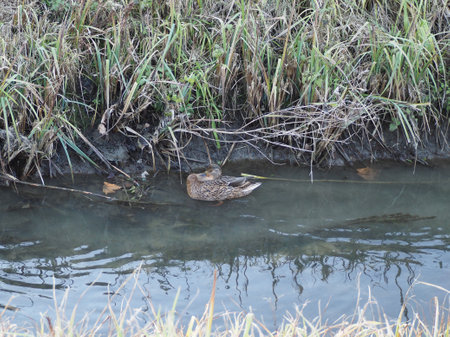 mallard aka wild duck scientific name Anas platyrhynchos of animal class birdsの写真素材