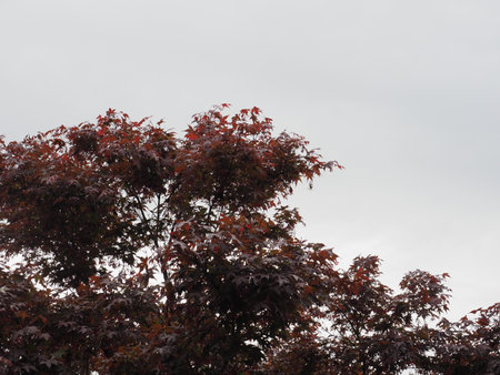 red maple tree leaves useful as a backgroundの写真素材