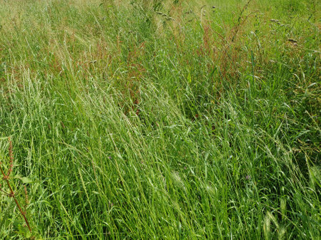 green meadow grass blades useful as a backgroundの写真素材