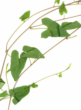 hedge bindweed plant scientific name Calystegia sepium