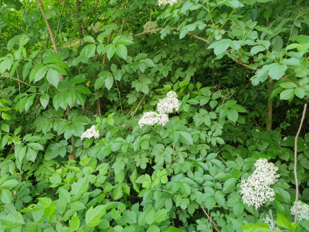 sanbucus tree with white elderflowersの写真素材
