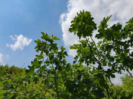 fig tree scientific name Ficus carica over blue sky