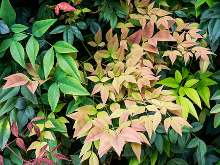 The texture of a beautiful green leaf of molineria capitulata hanging forward with the background of other leaves blurred and blackの写真素材