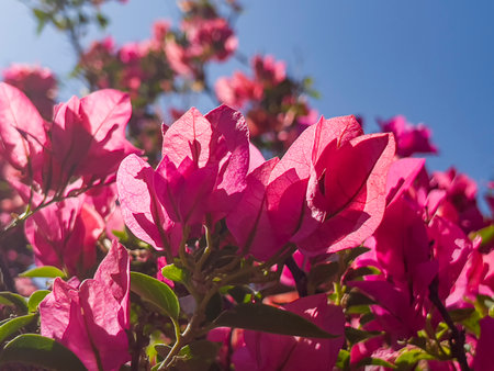 Close-up of pink Bouganville flowers and their green leavesの写真素材