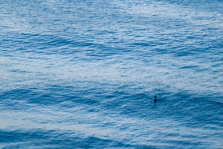 Surfer alone at dusk waiting for the last wave of the dayの写真素材